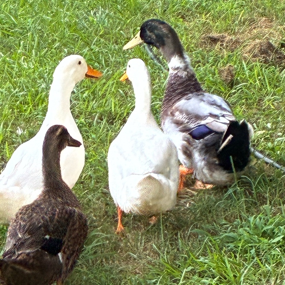 Meet your Posher, Samantha